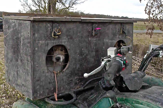 Terrier in a box