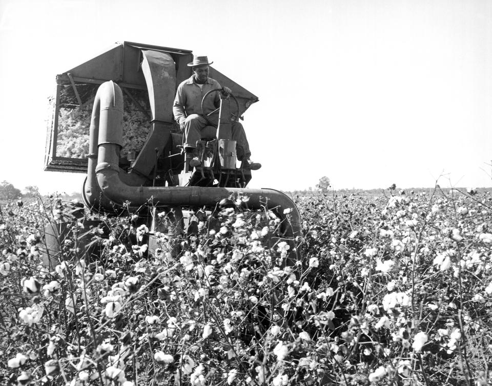 A farmer drives a mechanical picker&nbsp;through a cotton field in Scott, Mississippi, in June 1959. It could pick as much cotton as 40 human workers. (Photo: Underwood Archives via Getty Images)