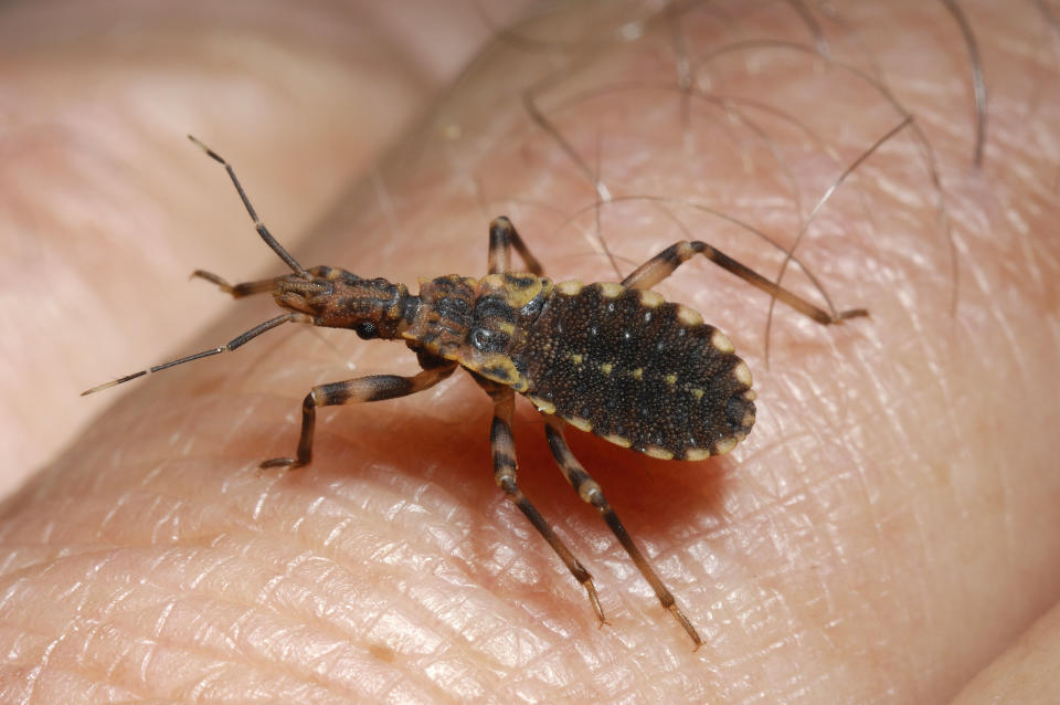 Vinchuca (Triatoma infestans) walking across human skin. The bug is a blood feeder, and vector of Chagas disease.&nbsp; (Photo: Nature Picture Library/Getty Images)