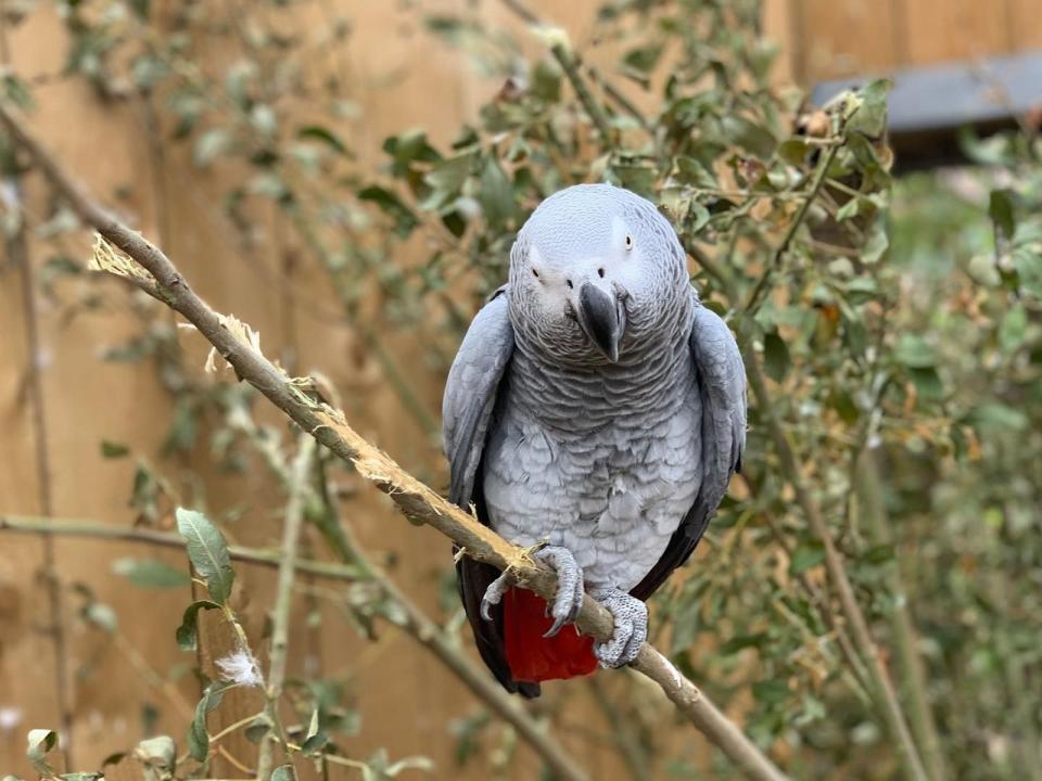 英國林肯郡野生動物園有一群非洲灰鸚鵡因為狂對遊客說髒話，遭到園方「移送」。示意圖，圖中鸚鵡非當事鸚鵡。（翻攝自Lincolnshire Wildlife Park臉書）