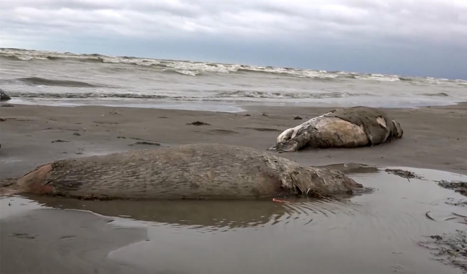 UPDATING THE NUMBER OF DEAD SEALS In this image taken from footage provided by the RU-RTR Russian television on Sunday, Dec. 4, 2022, bodies of dead seals are seen on shore of the Caspian Sea, Dagestan. Officials say that about 1,700 seals have been found dead on the Caspian Sea coast in southern Russia. Authorities in the Russian province of Dagestan say that it’s still unclear what caused the animals’ death, but they likely died of natural reasons. (RU-RTR Russian Television via AP)