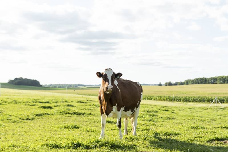 <span>We call it terroir; this cow calls it paradise. We're both right. Credit: <a href="https://wisconsincheese.com/" rel="nofollow noopener" target="_blank" data-ylk="slk:Photo courtesy of Dairy Farmers of Wisconsin;elm:context_link;itc:0;sec:content-canvas" class="link ">Photo courtesy of Dairy Farmers of Wisconsin</a></span> <span class="copyright">Credit: <a href="https://wisconsincheese.com/" rel="nofollow noopener" target="_blank" data-ylk="slk:Photo courtesy of Dairy Farmers of Wisconsin;elm:context_link;itc:0;sec:content-canvas" class="link ">Photo courtesy of Dairy Farmers of Wisconsin</a></span>