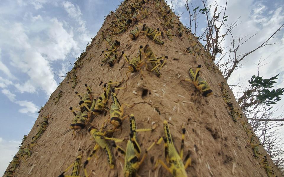 Locusts are seen on the outskirts of Quetta, the provincial capital of Balochistan province, Pakistan - JAMAL TARAQAI/EPA-EFE/Shutterstock 