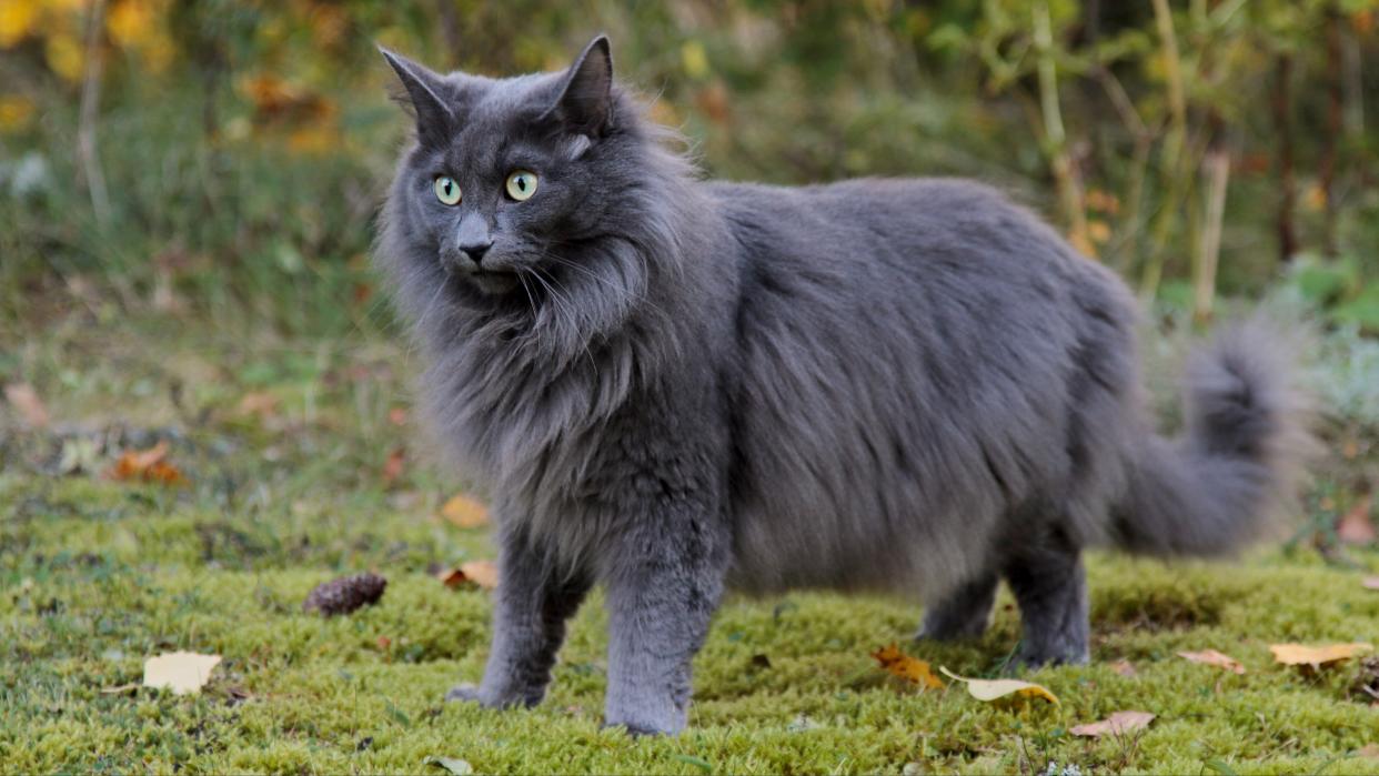 Norwegian forest cat