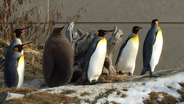 Calgary Zoo's penguin walk cancelled for the rest of the season