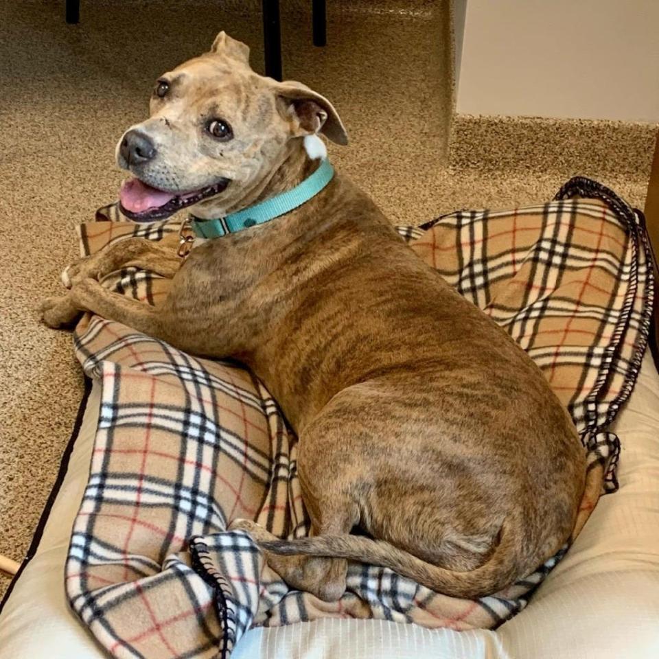 Roseanne is one of several elderly dogs at Cape Coral Animal Shelter. The shelter is raising money for its older "golden girls" (and boys) for the Betty White Challenge.