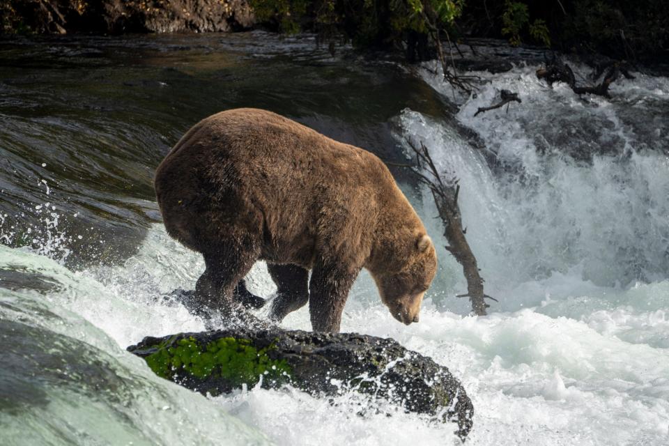 Bear 856 is one of the 12 bears in Alaska vying for Katmai National Park and Preserve’s 2022 Fat Bear Week crown.