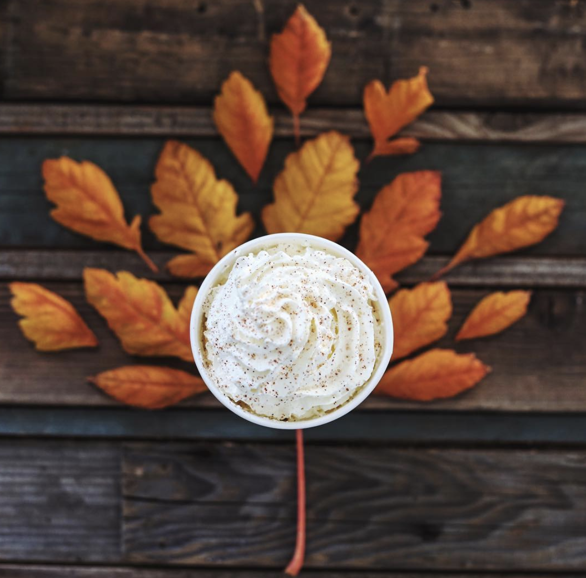 leaf, food, still life photography, dish, pumpkin, cuisine, dip, side dish, recipe, ingredient,