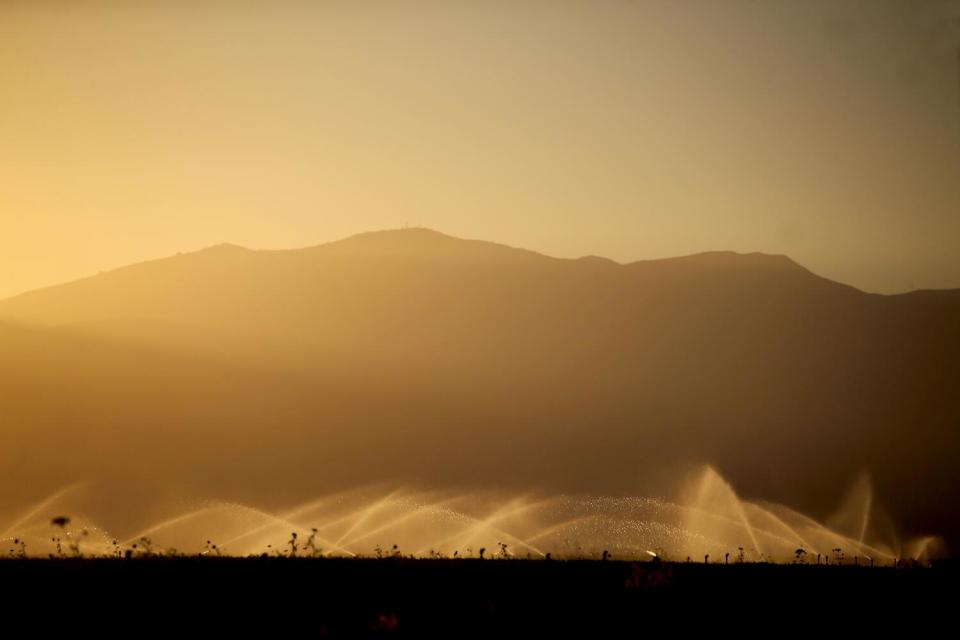 An irrigation system waters carrot fields in the Cuyama Valley in October.