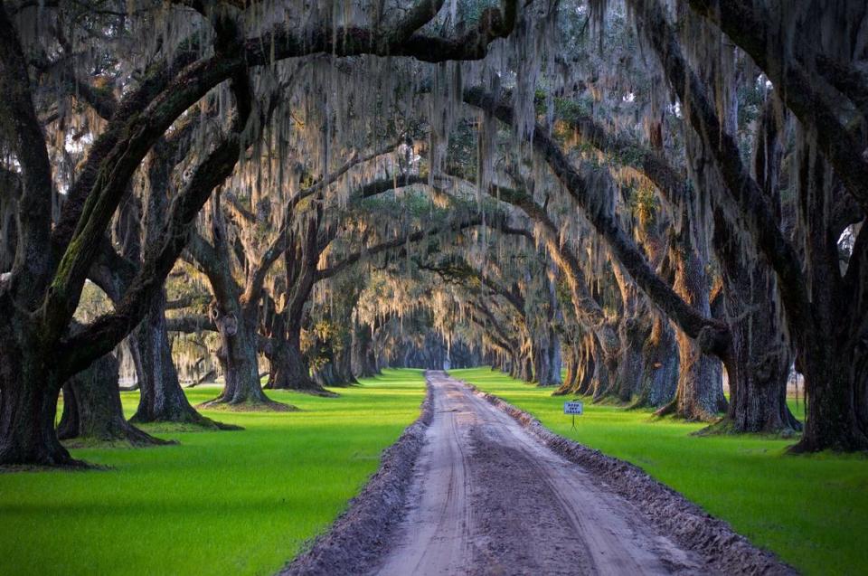 The entrance to Tomotley Plantation lined by Live Oaks, which sold for $7.9 million.