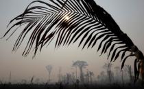 A burning tract of Amazon jungle is pictured in Porto Velho