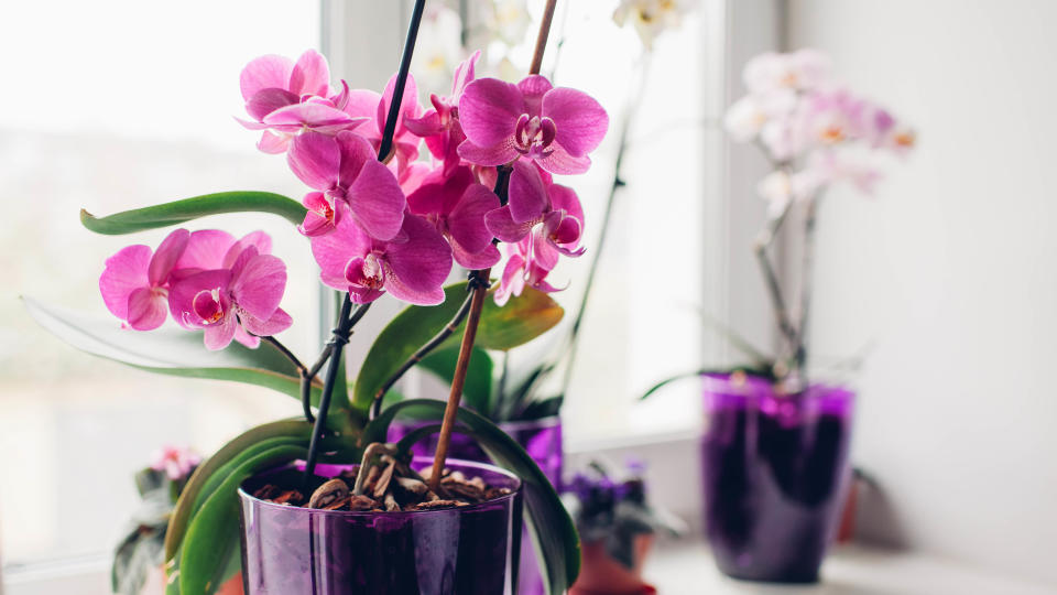 Orchids sitting on a windowsill