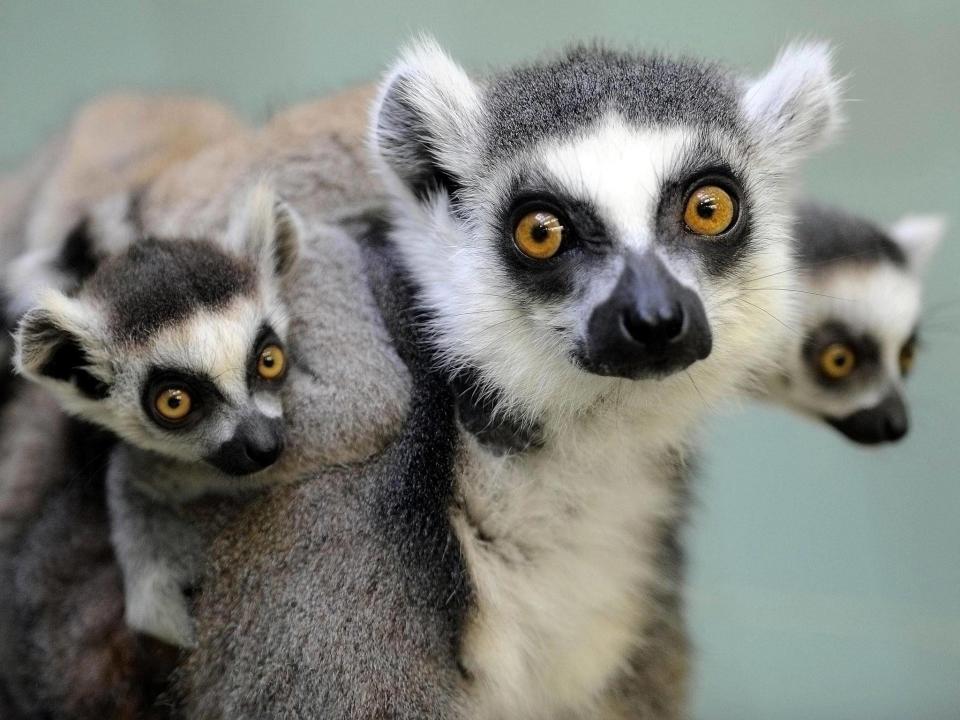 Ring-tailed lemurs are social animals and live in large groups dominated by females: Thomas Lohnes