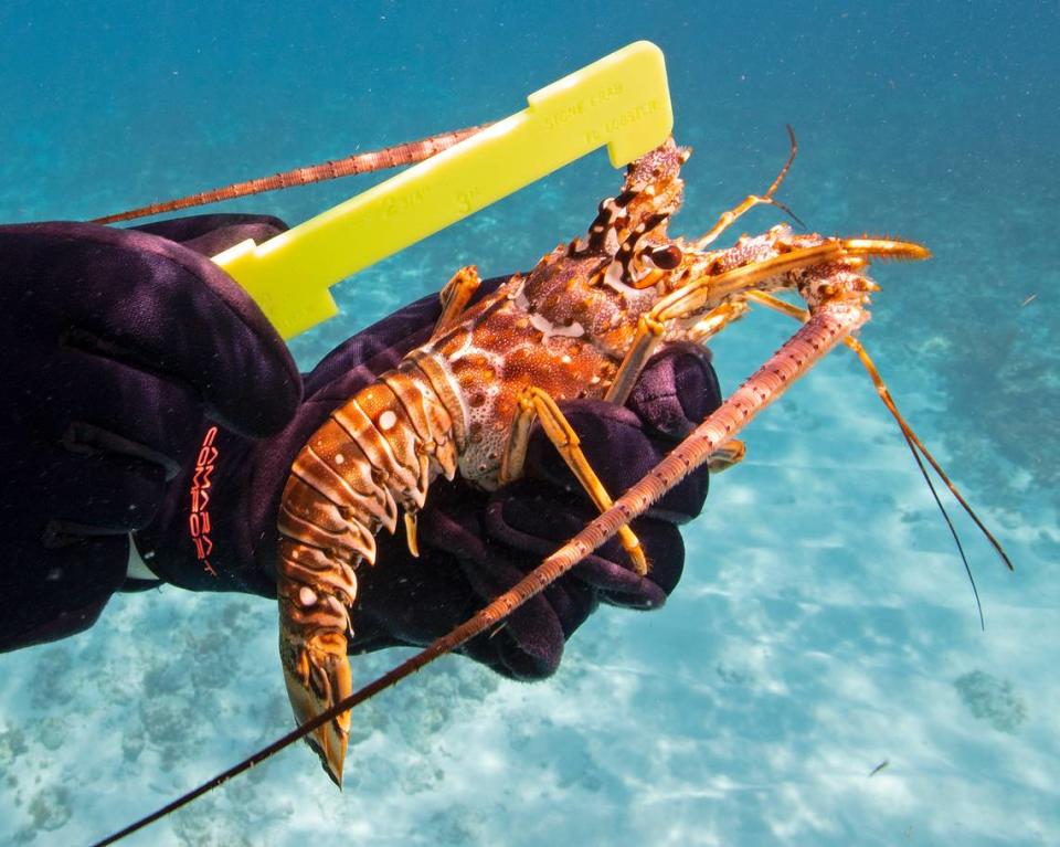 Brittany Mobley, an officer with the Florida Fish and Wildlife Conservation Commission, demonstrates the proper way to measure a Florida spiny lobster off Islamorada in the Florida Keys.