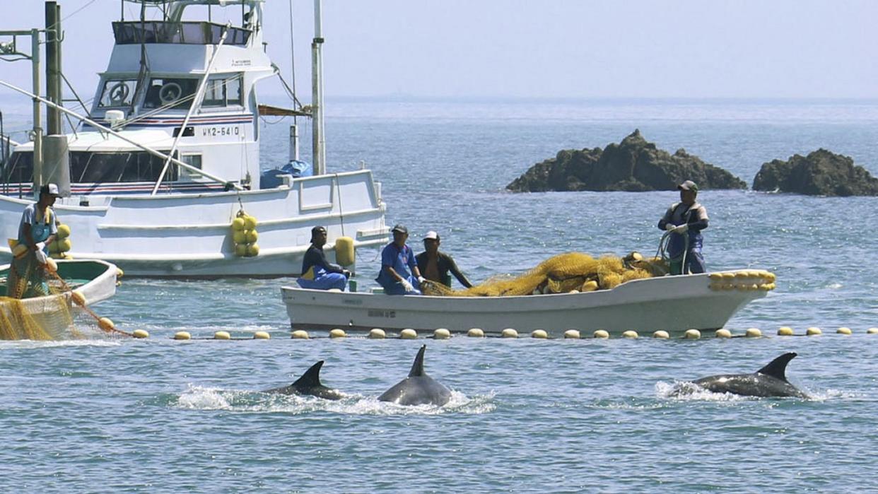 Fischer treiben kleine Wale in eine Bucht vor der Westküste Japans. Foto: kyodo