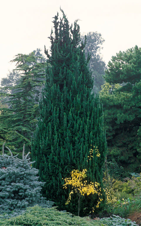 Chamaecyparis lawsoniana 'Little Spire' - Credit: GAP Photos