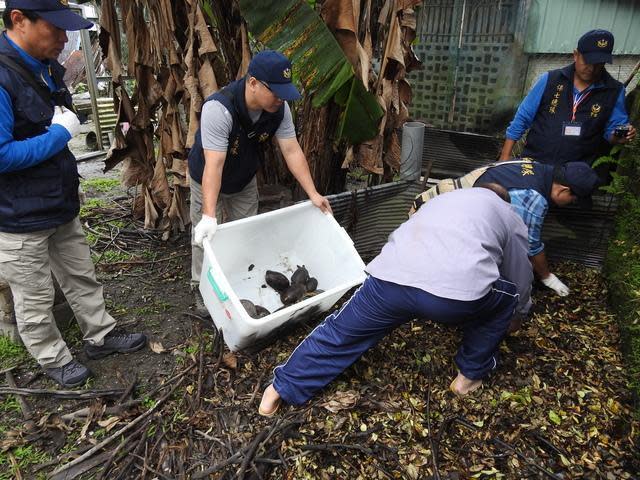 警方共發現79隻保育類食蛇龜。（翻攝畫面）