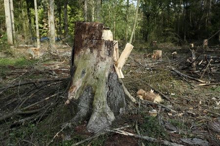 Stubs are seen after logging at one of the last primeval forests in Europe, Bialowieza forest, Poland August 29, 2017. REUTERS/Kacper Pempel