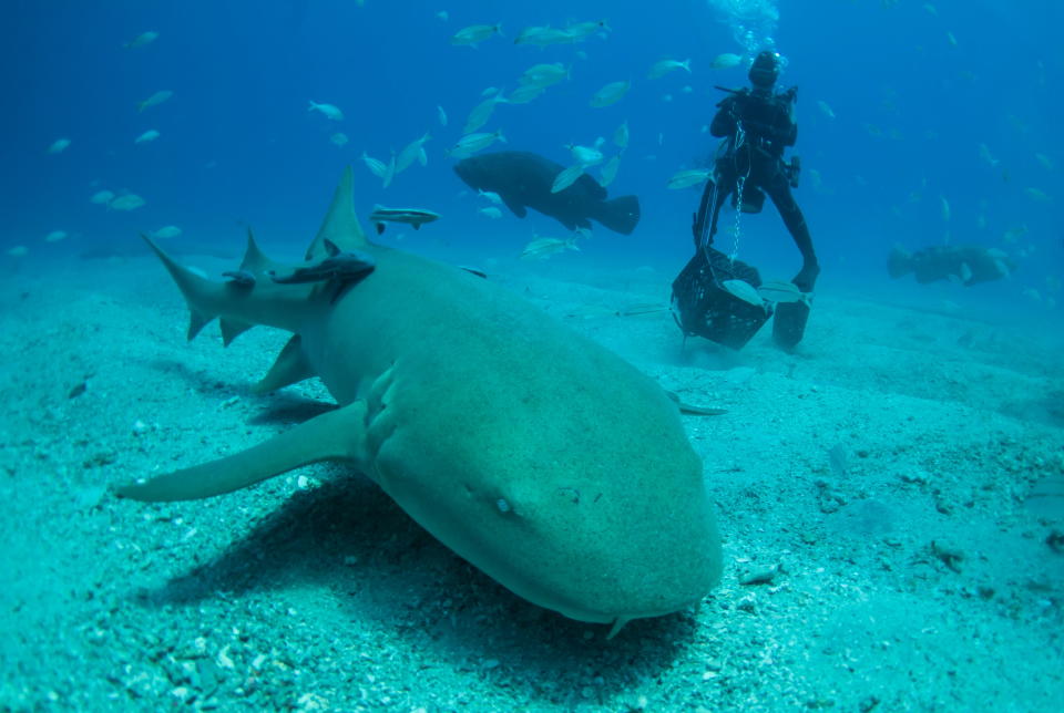 A nurse shark swims across the bottom of the ocean during an outing with company Emerald Charters off Jupiter Inlet, Florida, May 18, 2022. REUTERS/Sam Wolfe