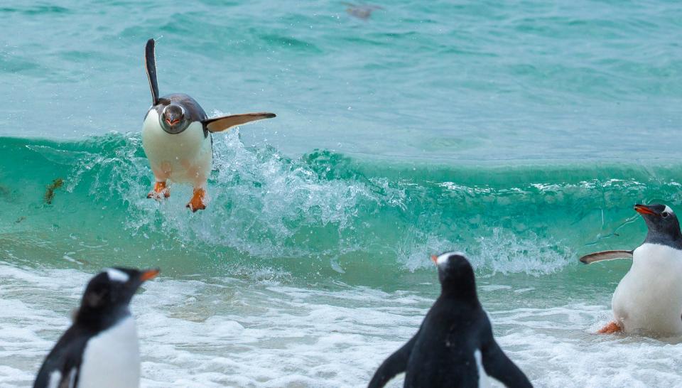happy penguin, comedy wildlife photography awards 2021