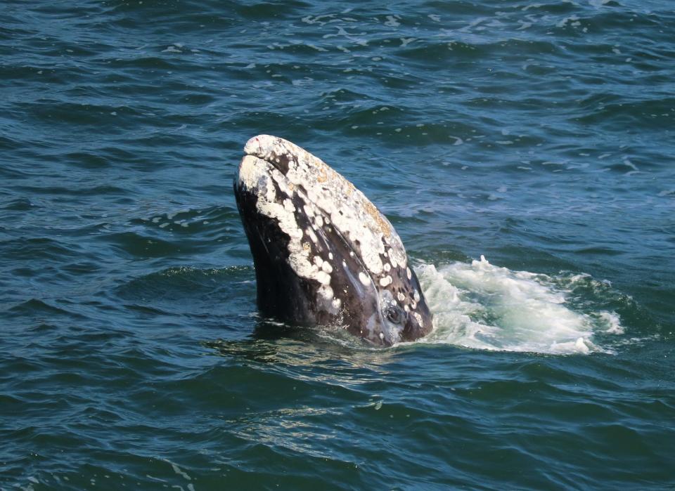 This photograph taken in 2016 is an example of a whale spy-hopping on the Oregon Coast.