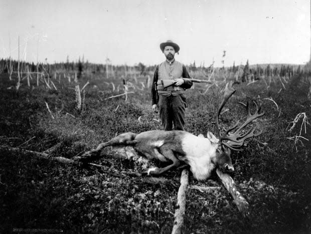 This photo from the Provincial Archives of New Brunswick shows a woodland caribou. The note with the photo simply said 'last caribou shot in NB.' It is dated between 1906 and 1912.