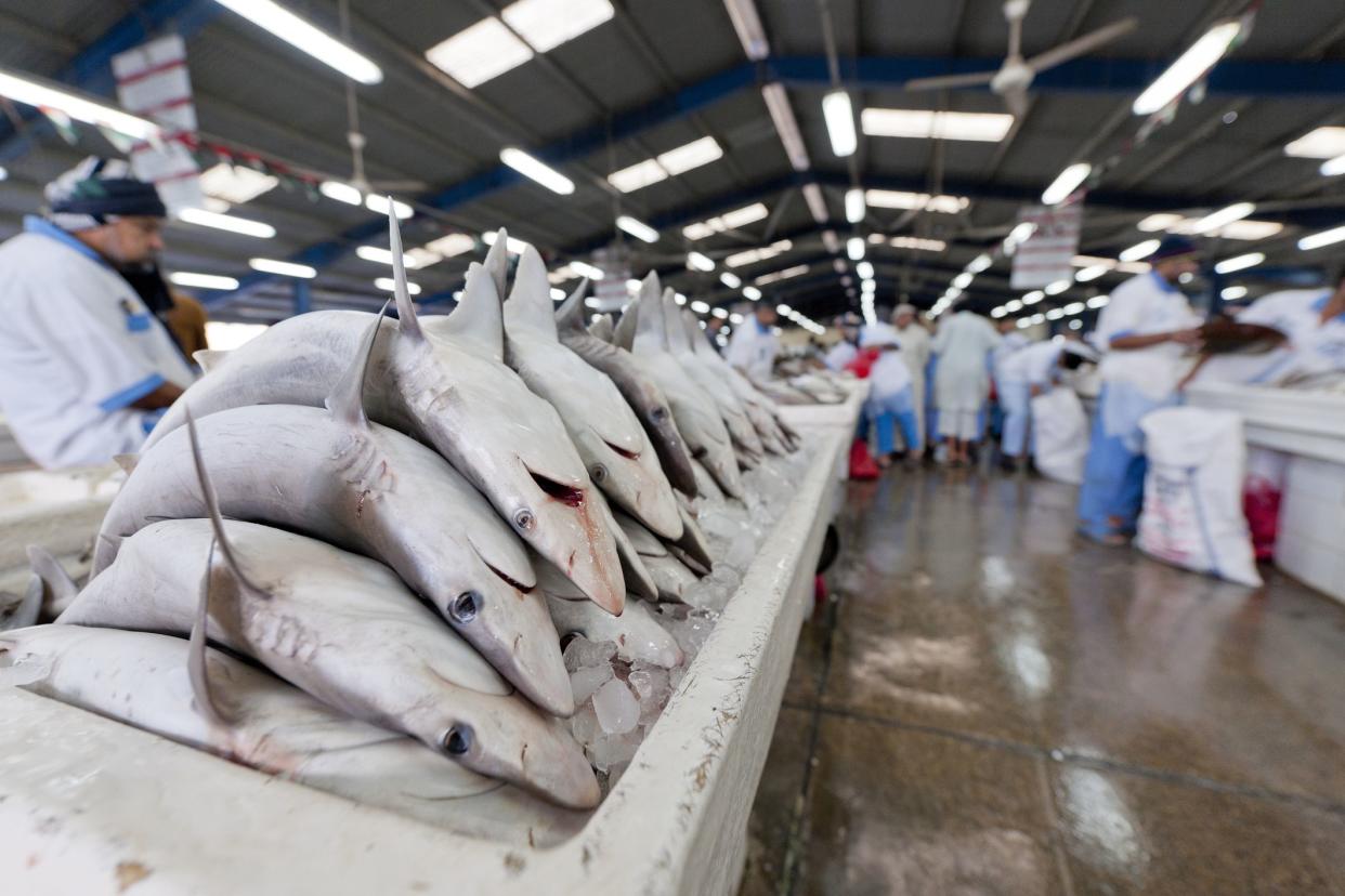 Dubai, United Arab Emirates - January 16, 2013: sharks on ice at the Deira fish market, fish vendors selling fish in the background, focus on the foreground.