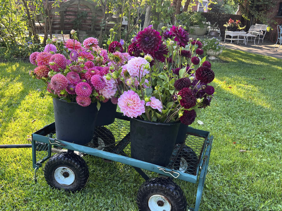 This Sept. 26, 2023, image provided by Lauren E. Sikorski shows Jowey Mirella, Lindy's Baby and Jowey Winnie dahlias grown by Sow-Local, a specialty cut-flower farm in Oakdale, NY. (Lauren E. Sikorski via AP)
