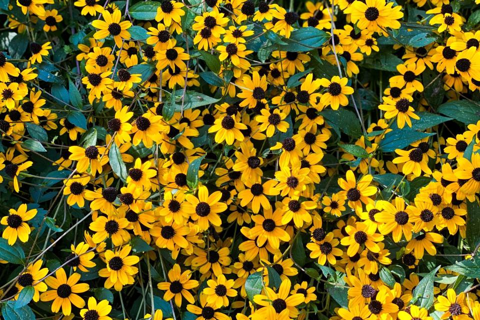 patch of yellow black eyed susan blossoms