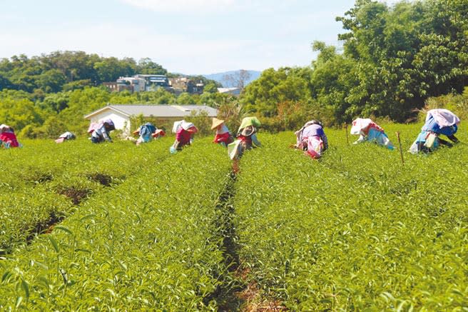 苗栗縣政府配合中央茶產業發展相關政策，加碼補助茶新植農民每公頃2萬元、補助2年，協助茶產業復甦、青農或茶農二代返鄉從事茶產業。（何冠嫻攝）