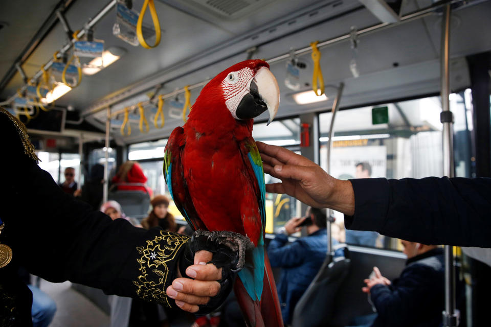 Life with a parrot in Istanbul