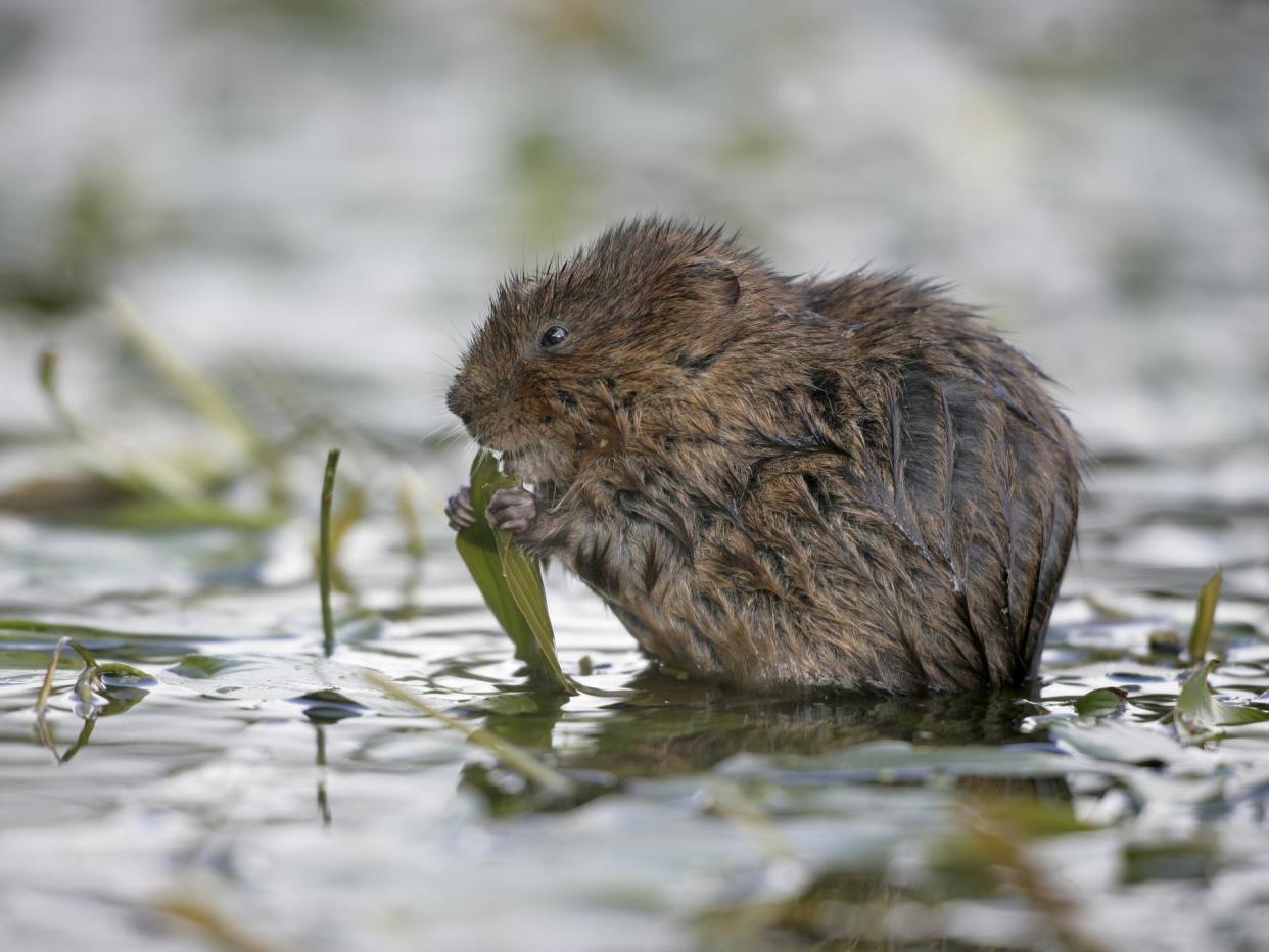 The return of water voles to the Gwent Levels has been described as ‘bittersweet’: Getty