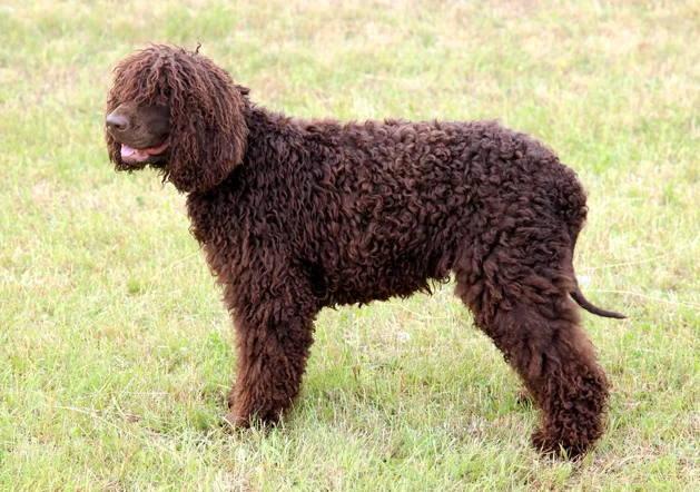 1) Irish Water Spaniel