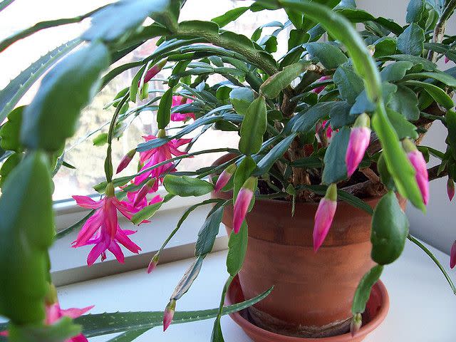 <p>spablab / Flickr</p> The popular Christmas cactus blooms during the holidays, but can also be grown outdoors in the summer.