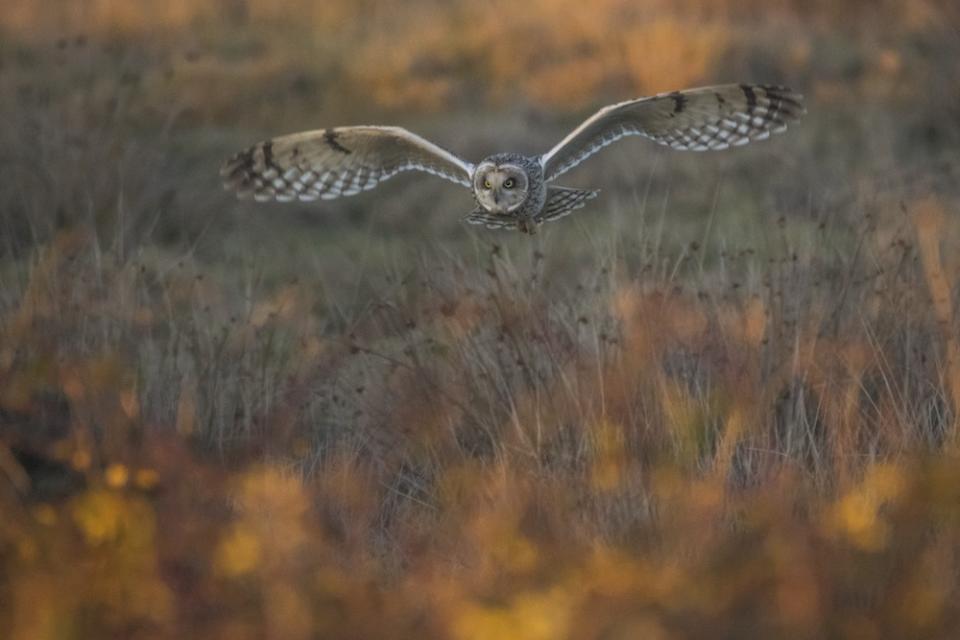 The Golden Hour Hunt