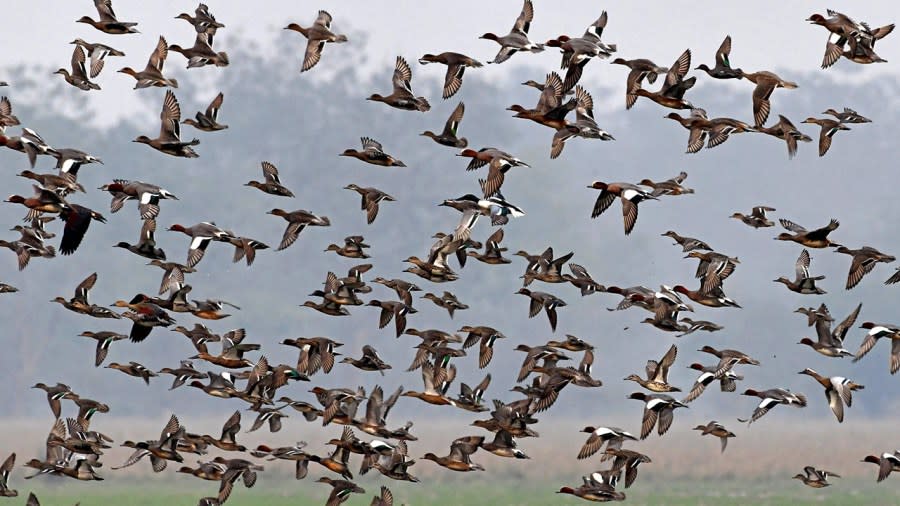Migratory birds fly over a wetland in the Pobitora Wildlife Sanctuary at Morigaon in India’s Assam state on February 27, 2021. (Photo by BIJU BORO/AFP via Getty Images)