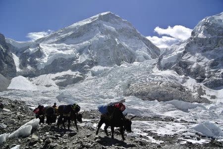 Yaks carrying mountaineering equipments return to base camp after Mount Everest expeditions were cancelled in Solukhumbu district April 27, 2014. REUTERS/Phurba Tenjing Sherpa/Files