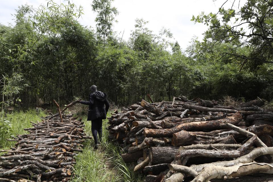 Patrick Komakech walks through piles of trees cut for charcoal in Gulu, Uganda, May 27, 2023. The burning of charcoal, an age-old practice in many African societies, is now restricted business across northern Uganda amid a wave of resentment by locals who have warned of the threat of climate change stemming from the uncontrolled felling of trees by outsiders. (AP Photo/Hajarah Nalwadda)