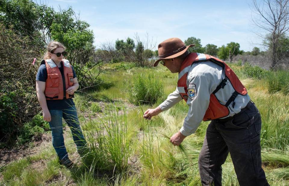 Refuge manager Eric Hopson, right, and Haley Mirts, a restoration ecologist with River Partners, left, compare the creeping wild rye and the non-native grass on a “bunny hill” at the San Joaquin River National Wildlife Refuge in Vernalis, Calif., Friday, April 21, 2023. The wild rye is ideal food for the riparian brush rabbits on the refuge.