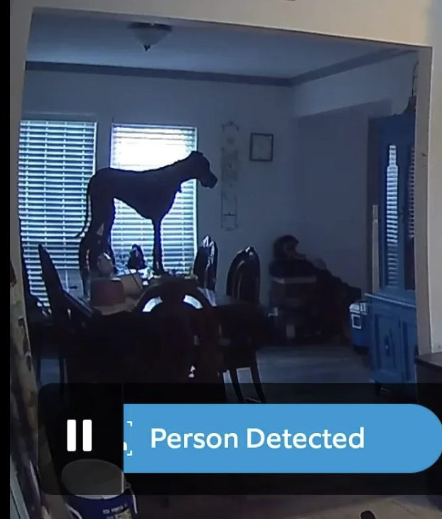 A home security camera captures a dog standing on a dining table, with the alert "Person Detected" on the screen