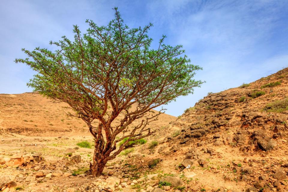 Tree, Vegetation, Woody plant, Plant, Soil, Shrubland, Plant community, Landscape, Wadi, California live oak, 