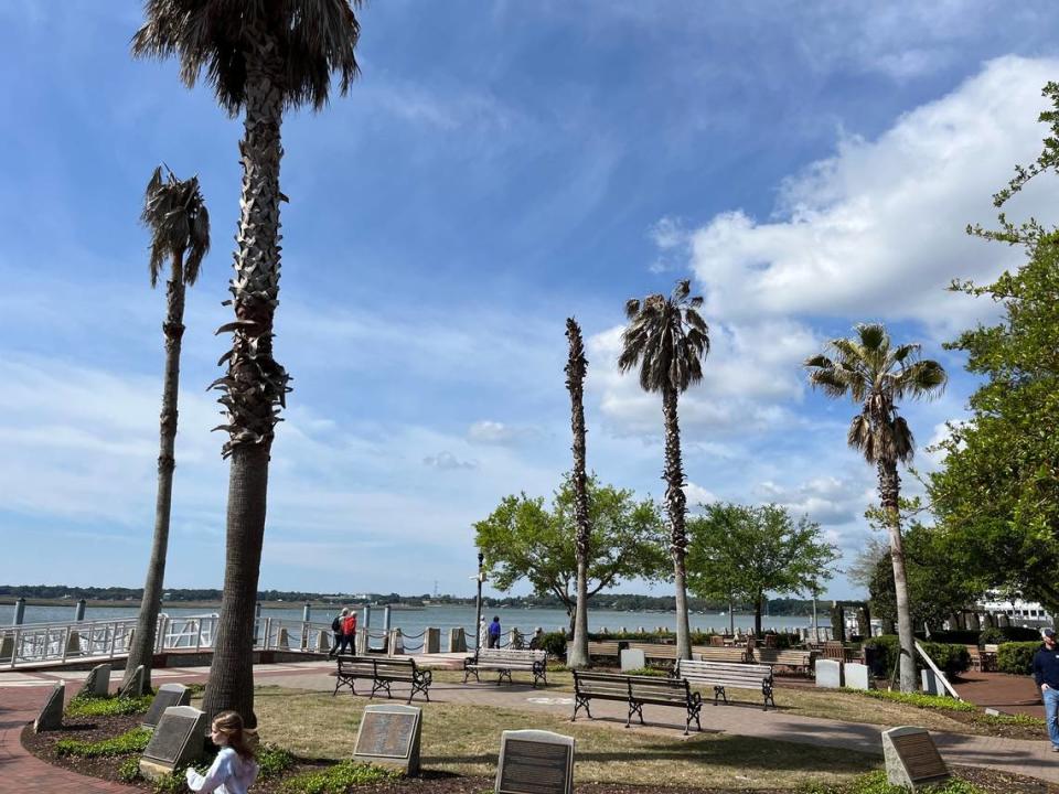 The city Beaufort is waiting on an arborist report to confirm that several Washingtonia palm trees will need to be removed from Waterfront Park.