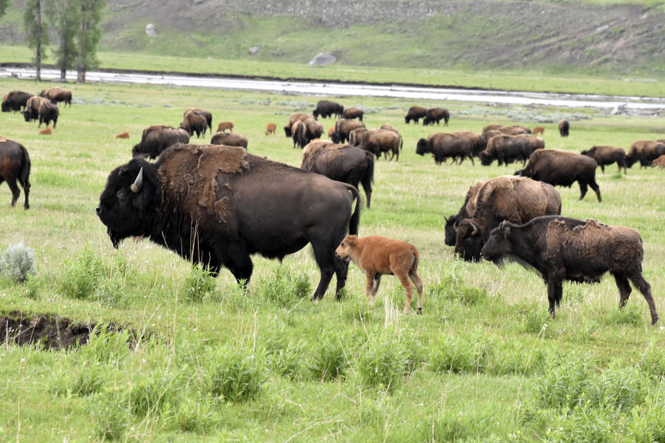 A herd of buffalo, also known as bison, are seen near the Lamar River in Yellowstone National Park, June 14, 2024, near Mammoth Hot Springs, Wyo. A rare white buffalo calf was seen in the park earlier this month. (AP Photo/Matthew Brown)