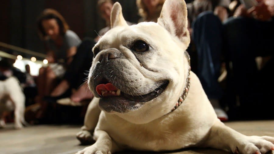 FILE – Lola, a French bulldog, lies on the floor prior to the start of a St. Francis Day service at the Cathedral of St. John the Divine, Oct. 7, 2007, in New York. The American Kennel Club announced Wednesday, March 15, 2023 that French bulldogs have become the United States’ most prevalent dog breed, ending Labrador retrievers’ record-breaking 31 years at the top. (AP Photo/Tina Fineberg, File)