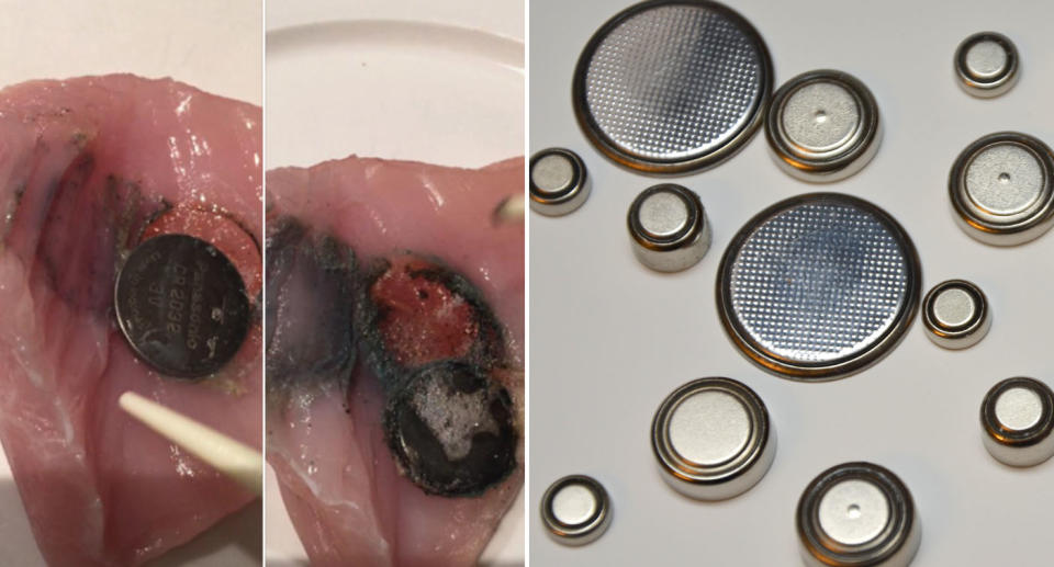 (left) A chicken filet, after 30 minutes and 4 hours of exposure to a button battery. Source: CPR Kids (right) A number of button batteries on a table. Source: Getty Images 