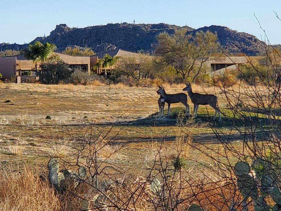 Mule deer at the Oro Valley Nature Preserve from March 2022.