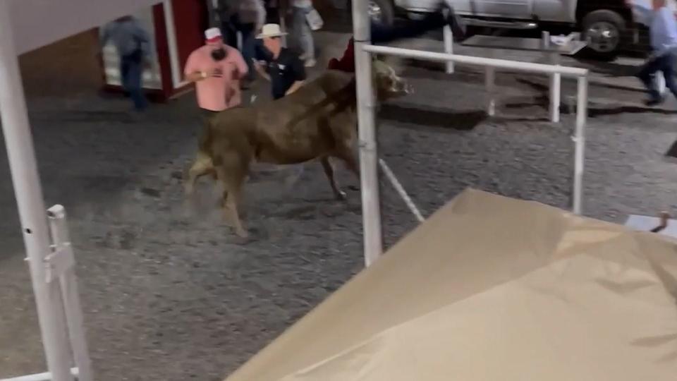 A bull jumped out of a ring at an Oregon arena on June 8, 2024, charging rodeo spectators over the weekend, injuring three people and sending two to a hospital. The bull was captured on video tossing people in its path during the 84th Sisters Rodeo.