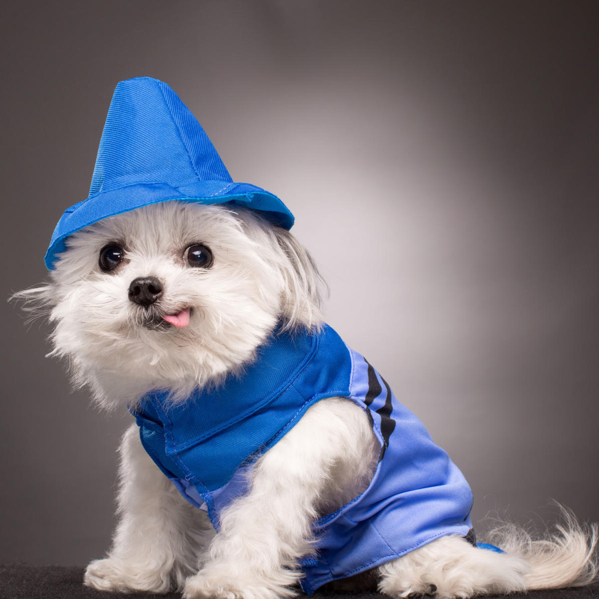 6 Photos of Norbert the Therapy Dog That Prove He Is the Most Adorable