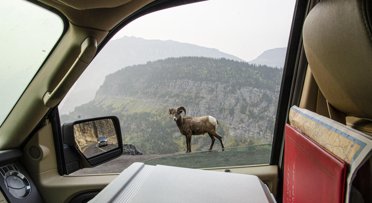 Montana, Glacier National Park, Going-to-the-Sun Highway, Big Horn Sheep walking Highway Retaining Wall from Auto (Bernard Friel / Universal Images Group via Getty Images)