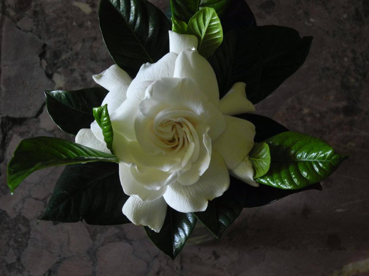 Creamy and luscious gardenias can fill the evening garden with delightful fragrance.